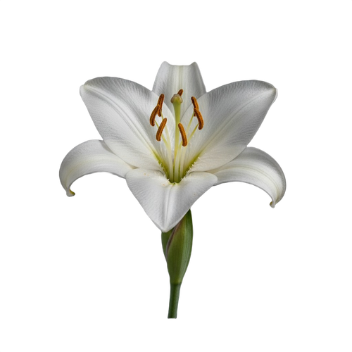 lily.png