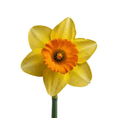daffodil.png