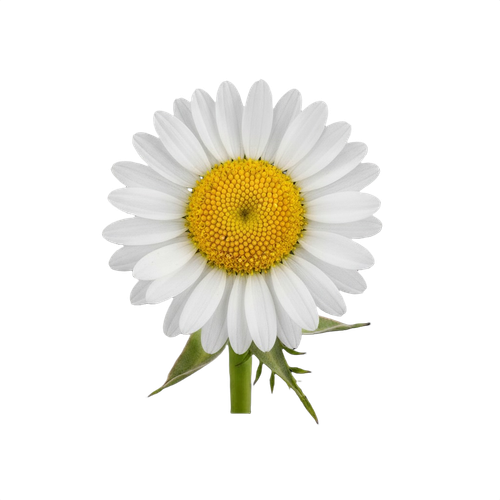 daisy.png