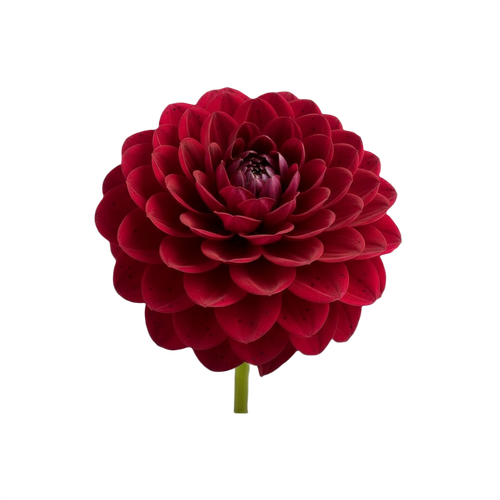 dahlia.png
