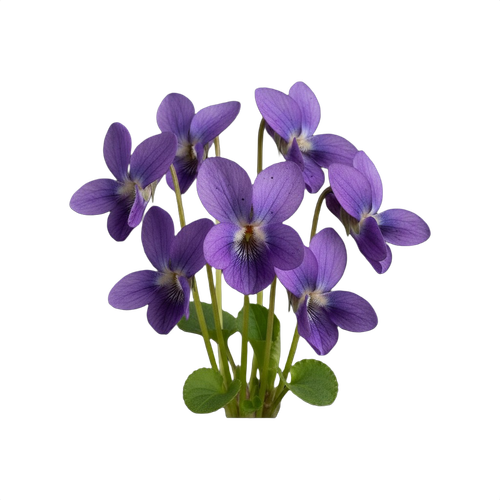 violets.png