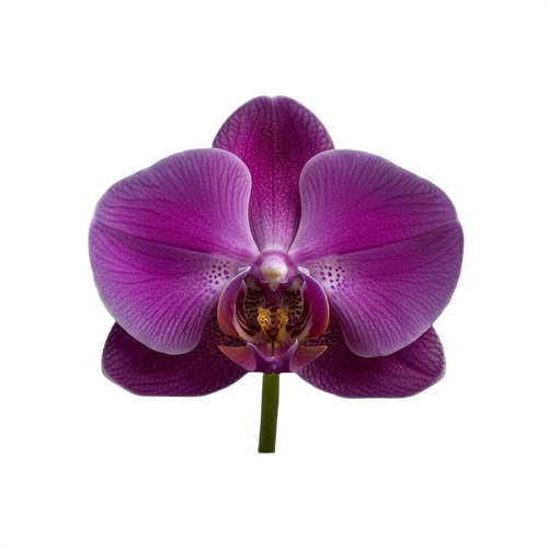 orchid.png