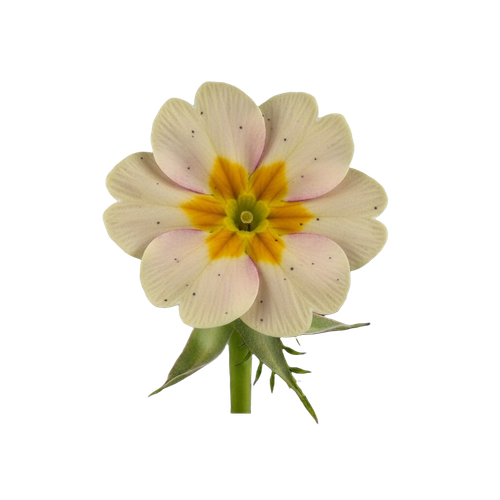 primrose.png