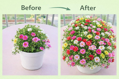 71Y6RzxhHoL. SL1500 .jpg