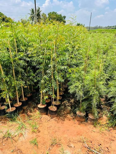 71MHYiQwOBL. SL1000 .jpg