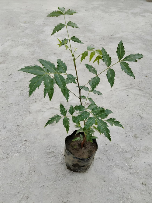 81dRqJF BUL. SL1500 .jpg