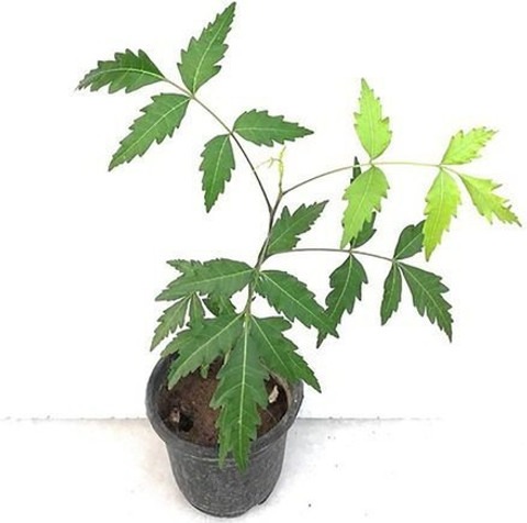no perennial no live nemm azadir.jpg