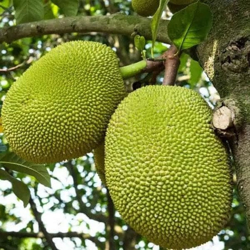 nurserylive jack fruit kathal ar.jpg