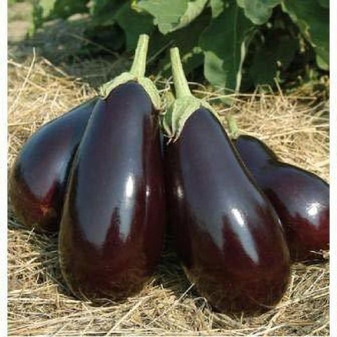 100 brinjal blackround 100 m s n.jpg