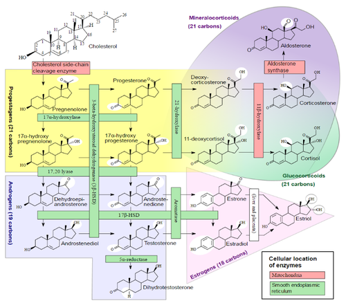 endokrynologia hormony endocrinology.png