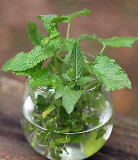 perennial yes yes mint leaves pu.jpg