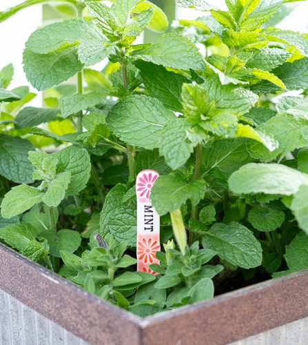 patio container garden mint with.jpg