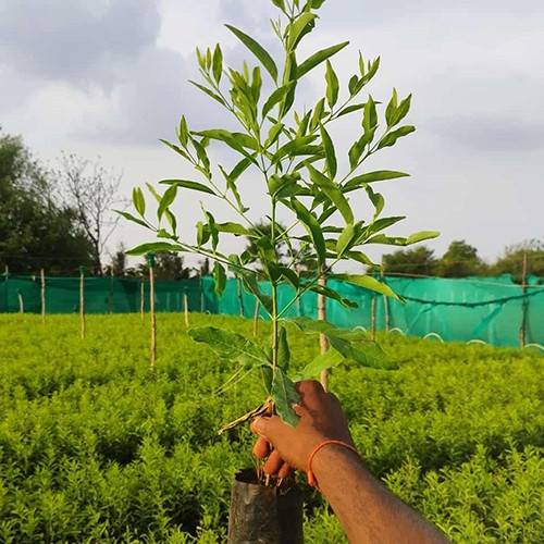 White Sandalwood Plant.jpg