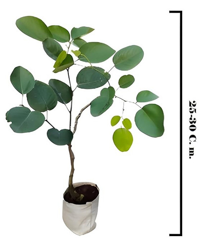61JQk5gv1hL. SX569 .jpg