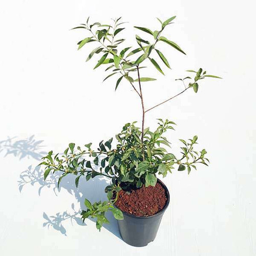 nurserylive plants white sandalwood tree chandan tree plant 16969426239628.jpg