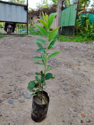 white sandalwood plant (1).jpg