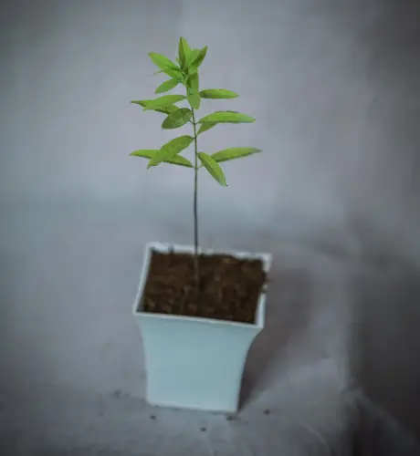 yes perennial no white sandalwood plant live rare chandan plant original imahgdszmrbewy4r.webp
