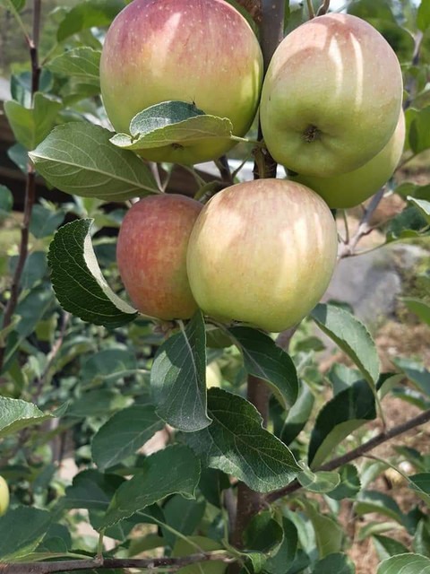 no annual yes hrmn99 apple plant.jpg
