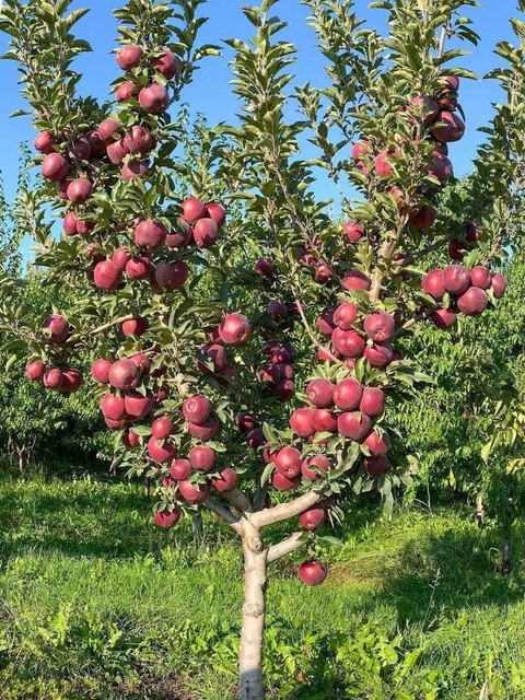 perennial no yes apple plant all.jpg
