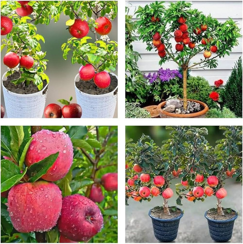 718plko8MiL. AC UF1000,1000 QL80.jpg