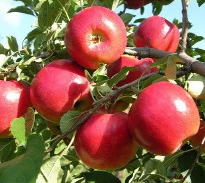 no perennial yes hrmn 99 apple l.jpg