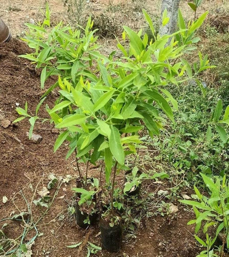 71wkifanS5L. AC UF1000,1000 QL80 .jpg