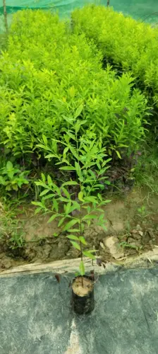 white sand 1763194383 8382241 2680329.webp