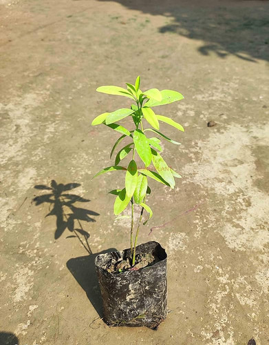 81ChXmh8MzL. AC UF1000,1000 QL80 .jpg