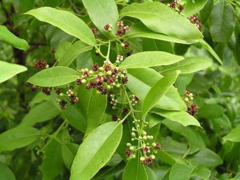 white chandan tree live plantf 1 jtnaturelife original imafz6bd9srfjt7m.webp