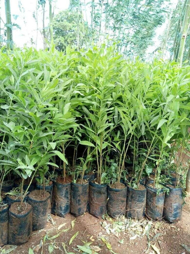 white sandalwood plant for garden 2229450462 hxhjiize.jpg