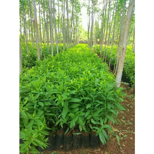 white sandalwood plants 500x500.webp