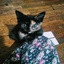 cat 64x64.jpg