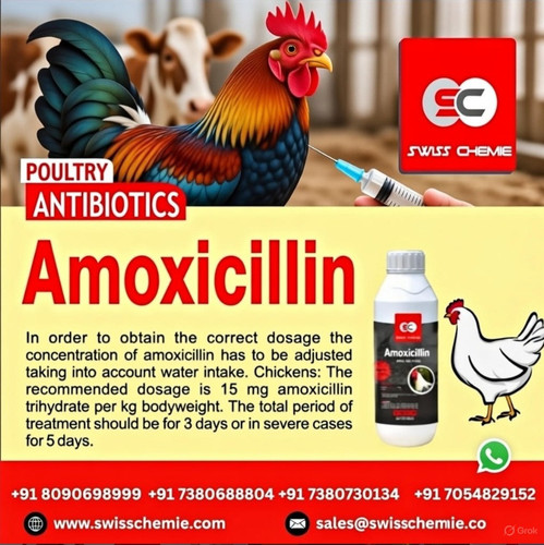 Combat Poultry Infections with Swiss Chemie Amoxicillin.jpg
