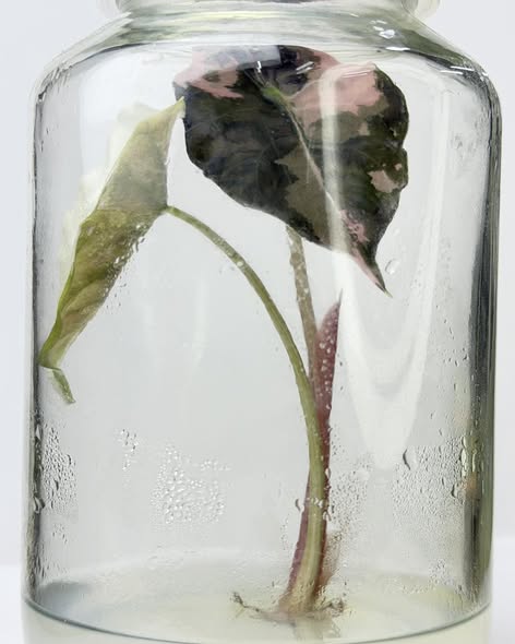 Alocasia chantrieri pink.jpg