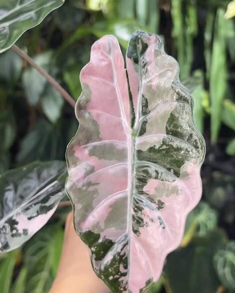 Alocasia chantrieri pink 1.jpg