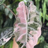 Alocasia chantrieri pink 1