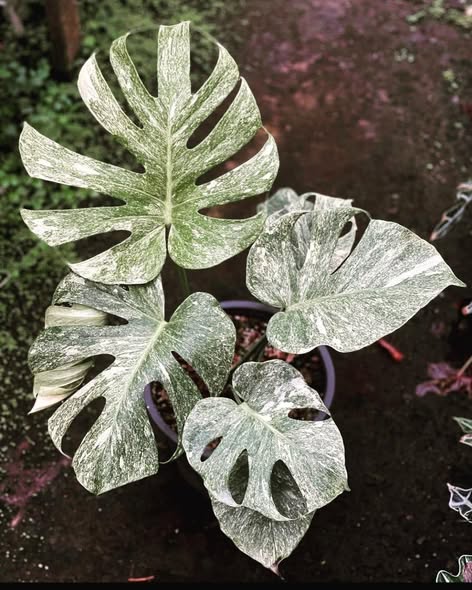 Monstera deliciosa white monster 1.jpg