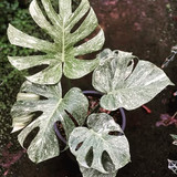 Monstera deliciosa white monster 1