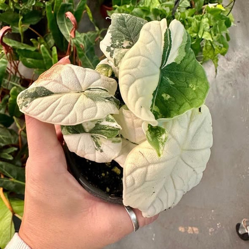 Alocasia melo albo var 2.jpg
