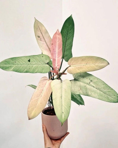 Philodendron whipple way 1.jpg