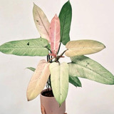 Philodendron whipple way 1