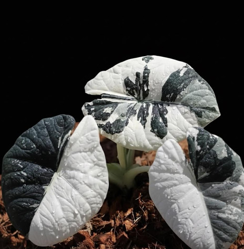 Alocasia maharani albo.jpg