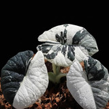 Alocasia maharani albo