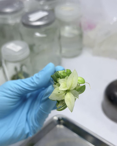 Philodendron whipple way.jpg