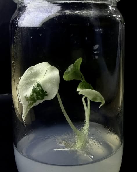 Alocasia melo albo var.jpg