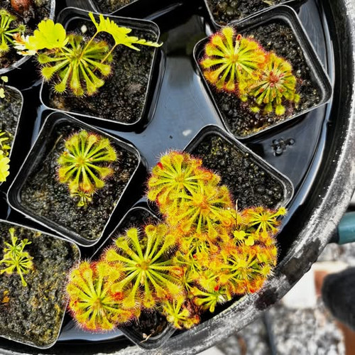 Drosera spatulata.jpg