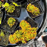 Drosera spatulata