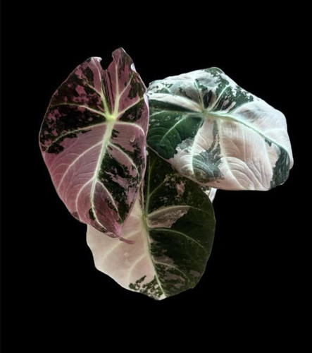 Alocasia Black velvet pink.jpg