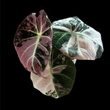 Alocasia Black velvet pink