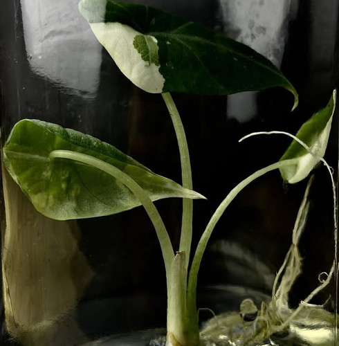 Alocasia maharanii albo 1.jpg